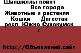 Шиншиллы пойнт ns1133,ny1133. - Все города Животные и растения » Кошки   . Дагестан респ.,Южно-Сухокумск г.